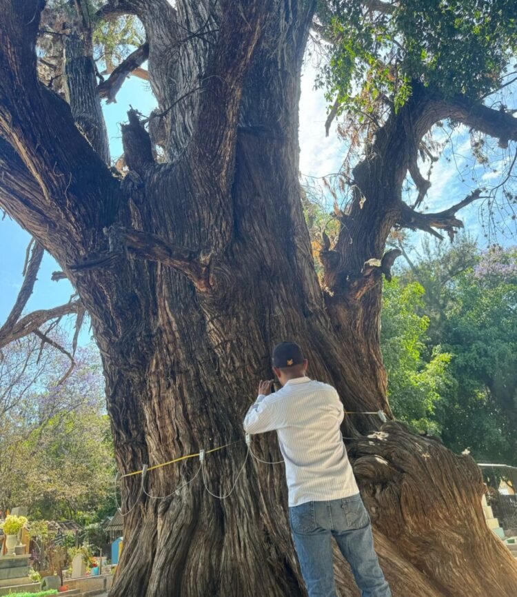 Se evalúa arbolado notable de Tlacolula de Matamoros para su conservación